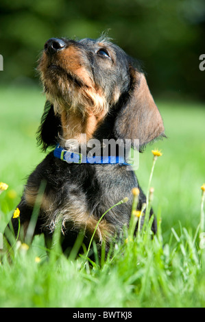 Dackel Hund Welpen sitzen im Garten UK Stockfoto