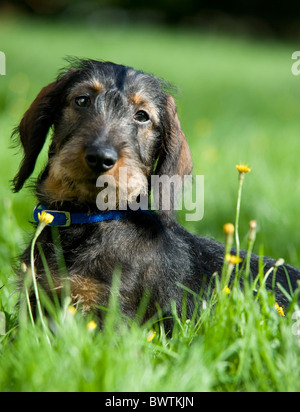 Dackel Hund Welpen sitzen im Garten UK Stockfoto