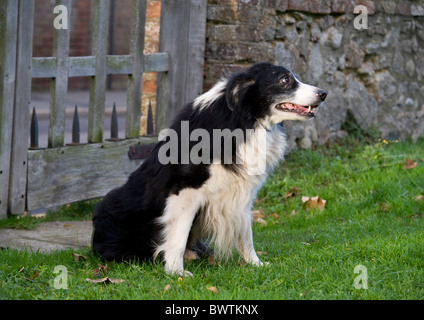 Border-Collie Hund UK Stockfoto