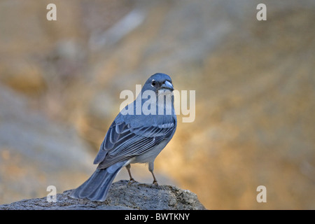 Buchfinken (Fringilla Teydea) Blaue Männchen, thront auf Felsen, Teneriffa, Kanarische Inseln Stockfoto