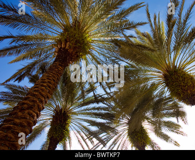 Niedrigen Winkel Blick auf Palmen an sonnigen Tag Stockfoto