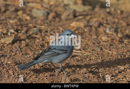 Blaue Männchen Buchfinken (Fringilla Teydea), stehend auf Boden, Teneriffa, Kanarische Inseln Stockfoto