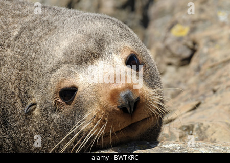 New Zealand Seebär Arctocephalus Forsteri an Kaikora Küste Stockfoto