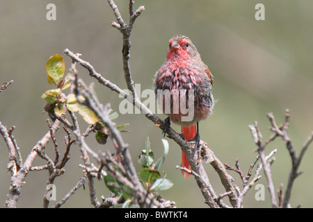 Rosa-tailed Bunting (Urocynchramus Pylzowi) Männchen, nass nach Baden, Provinz Qinghai, Tibet-Plateau, China, august Stockfoto