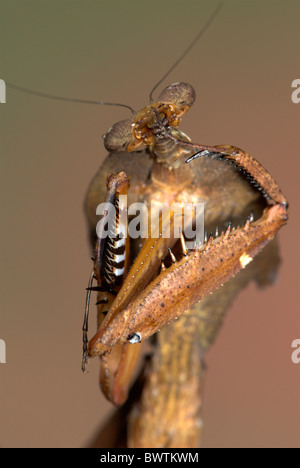 Tote Blätter Mantis Deroplatys lobata Stockfoto