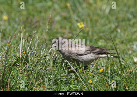 Unter der Leitung von Black Mountain-Fink (Leucosticte Brandti) Erwachsene, Essen in Ernte, in der Nähe von Yushu, Provinz Qinghai, Tibet-Plateau, China, august Stockfoto