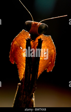 Tote Blätter Mantis Deroplatys lobata Stockfoto