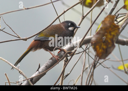 Black-faced Laughingthrush (Garrulax Affinis) Erwachsene, thront auf Zweig, Tangjiahe, Sichuan, China, november Stockfoto