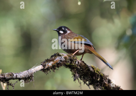 Black-faced Laughingthrush (Garrulax Affinis) Erwachsene, thront auf Zweig, Eaglenest Wildlife Sanctuary, Arunachal Pradesh, Indien, Stockfoto