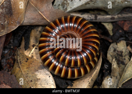 Afrikanischen Riesen Tausendfüßer Archispirostreptus gigas Stockfoto