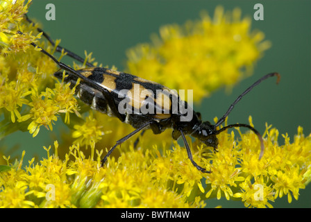 Käfer Strangalia Maculata UK Stockfoto