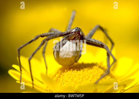 Wolfspinne Pisaura Mirabilis UK Stockfoto