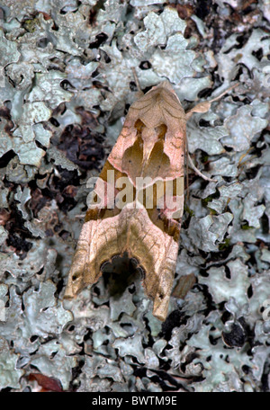 Winkel-Farbtöne Moth Phlogophora Meticulosa UK Stockfoto