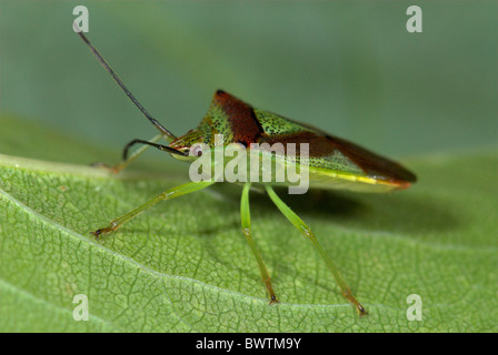 Weißdorn-Shield Bug Acanthosoma-haemorrhoidale Stockfoto