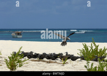 Herde von geringerem Noddy Anous Tenuirostris an einem Strand auf Bird Island, Seychellen Stockfoto