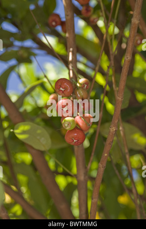 Asien Asien Südostasien Southeast Asian Syzygium Javanicum Miq. Java Apfel Eugenia Javanica Klg Obst Obst Baum Bäume beschneiden Stockfoto