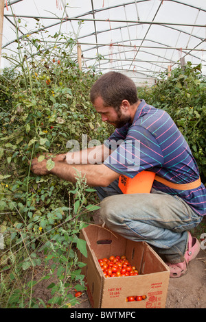 Intern auf Bio-Bauernhof Stockfoto