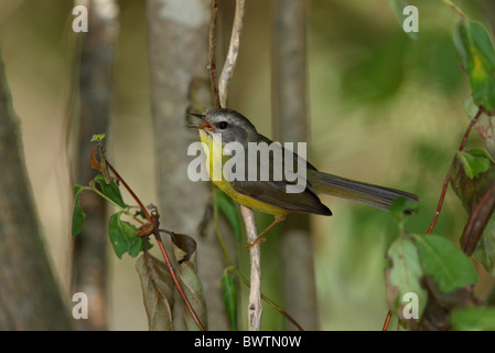 Golden-gekrönter Warbler (Basileuterus Culicivorus) Männchen, thront auf Zweig, Provinz Buenos Aires, Argentinien, Januar Stockfoto