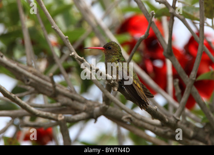 Vergoldete Kolibri (Hylocharis Chrysura) Erwachsene, thront im Busch, Provinz Buenos Aires, Argentinien, Januar Stockfoto