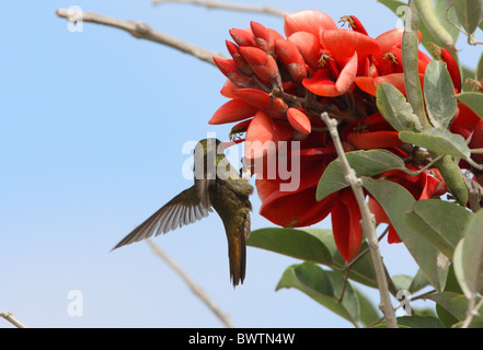 Vergoldete Kolibri (Hylocharis Chrysura) Erwachsene, Fütterung, klammerte sich an Blume, Provinz Buenos Aires, Argentinien, Januar Stockfoto