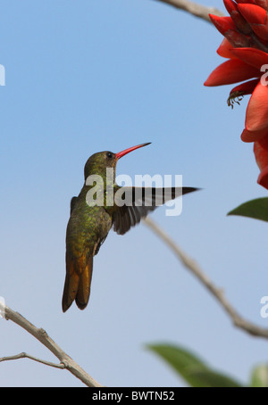 Vergoldete Kolibri (Hylocharis Chrysura) Erwachsenen, während des Fluges, bei Blume, Provinz Buenos Aires, Argentinien, Januar Stockfoto