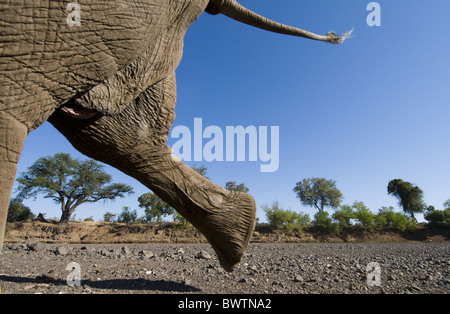 Afrikanischer Elefant (Loxodonta Africana) Erwachsenen, Hinterbeine und Tail, Kreuzung trockenes Flussbett, niedrigen Winkel Mashatu Wildreservat, Tuli Stockfoto