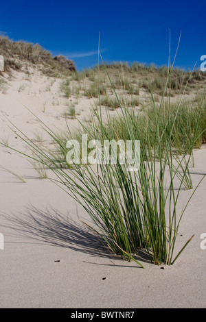 Europäische Dünengebieten Grass (Ammophila Arenaria) wächst in den Dünen von Nature Reserve nahegelegene nordholländische Stockfoto