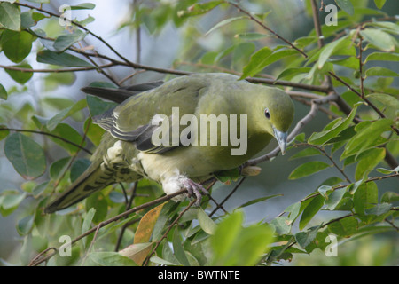 White-bellied grün-Taube (Treron Sieboldii) Erwachsenfrau, Nahrungssuche im Baum, Hong Kong, China, winter Stockfoto
