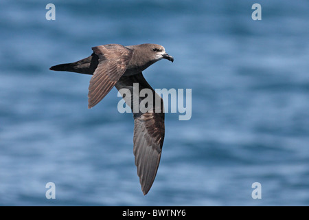 Grau-faced Petrel (Pterodroma Macroptera Gouldi) Erwachsenen im Flug über Meer, Kaikoura, Neuseeland Stockfoto