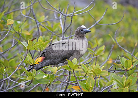Red-footed Sprengfallen (Sula Sula) Juvenile, thront im Baum, Galapagos-Inseln Stockfoto