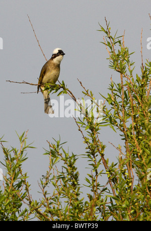 Chinesische Bulbul (Pycnonotus Sinensis) Erwachsenen, thront in Baumwipfel, Beidaihe, Hebei, China, kann Stockfoto