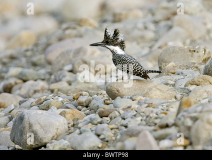 Crested Kingfisher (Megaceryle Lugubris Guttulata) Erwachsenen, stehend auf den Steinen am Rand des Flusses, Uttaranchal, Indien, Januar Stockfoto