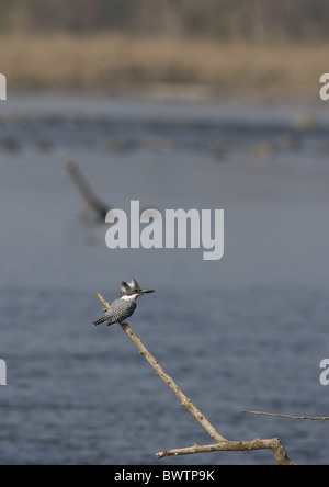 Crested Kingfisher (Megaceryle Lugubris Guttulata) Erwachsene, thront auf Zweig neben Fluss, Uttaranchal, Indien, Januar Stockfoto