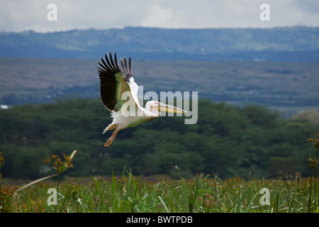 Großer weißer Pelikan Einnahme Flug Stockfoto