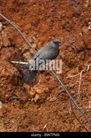 Schlichte Martin (Riparia Paludicola Ducis) Erwachsenen thront auf freiliegende Wurzel bei Verschachtelung Bank, Aberdare N.P., Kenia, november Stockfoto