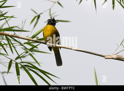 Schwarz-crested Bulbul (Pycnonotus Melanicterus) Erwachsene, thront auf Bambus, Nord-Thailand, november Stockfoto