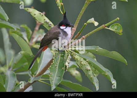 Rot-Schnurrbärtiger Bulbul (Pycnonotus Jocosus Pattani) Erwachsene, Gesang, thront im Baum, Nord-Thailand, november Stockfoto