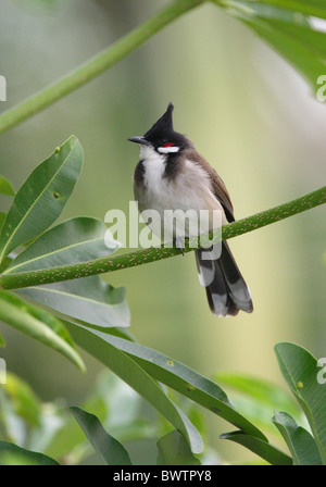 Rot-Schnurrbärtiger Bulbul (Pycnonotus Jocosus Pattani) Erwachsene, thront im Baum, Nord-Thailand, november Stockfoto