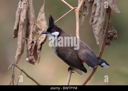 Rot-Schnurrbärtiger Bulbul (Pycnonotus Jocosus) Erwachsenen thront auf Zweig, Hong Kong, China Stockfoto