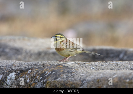 Zaunammer Bunting (Emberiza Cirlus) Männchen, stehend auf Steintrog, Extremadura, Spanien, Sommer Stockfoto