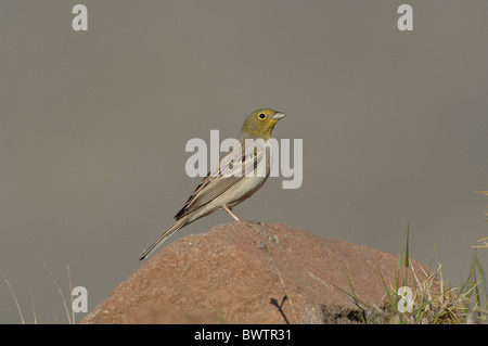 Cinereous Bunting (Emberiza Cineracea) Männchen, auf Felsen, Lesbos, Griechenland, april Stockfoto