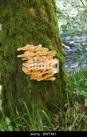 Gelbe Klammer Pilze wachsen auf einem Baum neben dem Fluß Barle auf Exmoor, Somerset Stockfoto