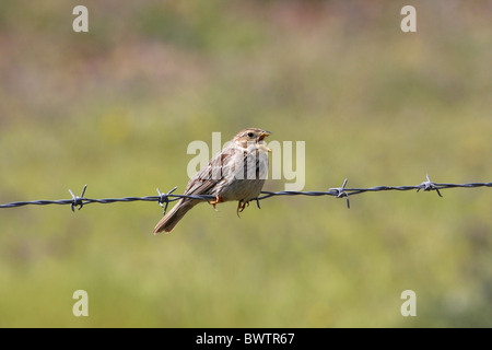 Grauammer (Miliaria Calandra) Erwachsene, Gesang, gehockt Stacheldrahtzaun in Ackerland, Algarve, Portugal Stockfoto