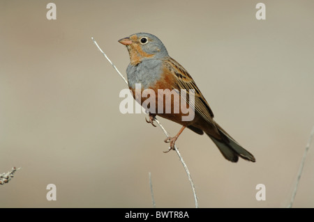 Cretzschmar Bunting (Emberiza Caesia) Männchen, thront auf Stamm, Lesbos, Griechenland, april Stockfoto