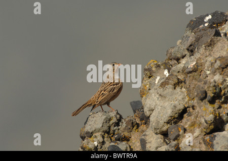 Cretzschmar Bunting (Emberiza Caesia) erwachsenes Weibchen, auf Felsen, Lesbos, Griechenland, april Stockfoto