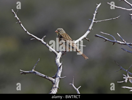 Ortolan Bunting (Emberiza Hortulana) Männchen, Frühling Migrant, thront auf Toten Zweig, Zypern, april Stockfoto