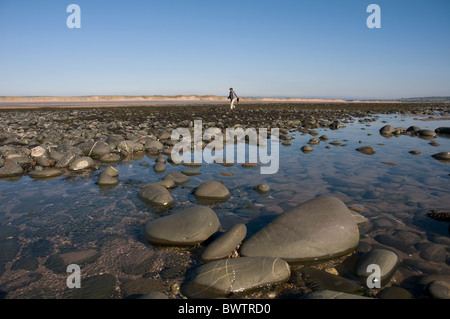 Eine Person untersucht die Fels-Pools bei Ebbe in der Taw Torridge Mündung bei Northam Burrows in North Devon England UK links Stockfoto