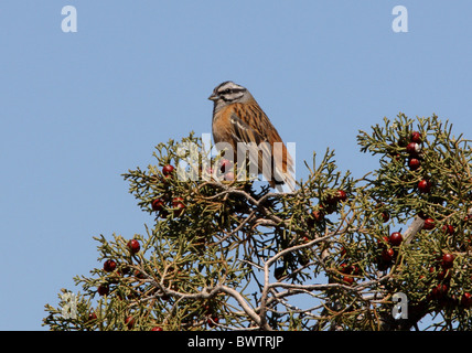 Rock Bunting (Emberiza cia cia) Männchen, thront im Baum, Marokko, April Stockfoto