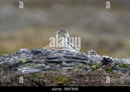 Snow Bunting (Plectrophenax Nivalis) Erwachsene weibliche, Sommer Gefieder, sammeln von Nistmaterial, Spitzbergen, Svalbard, Juni Stockfoto