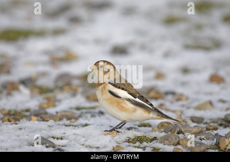 Snow Bunting (Plectrophenax Nivalis) Erwachsene, Winterkleid, stehend auf Schnee bedeckt Schindel, Norfolk, England, winter Stockfoto